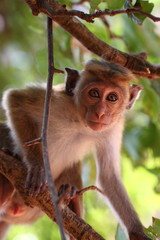 A macaque; a rhesus monkey