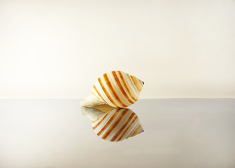 beautiful seashell