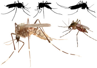 Mosquito Set