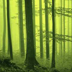 Fantasy yellow green foggy forest © robsonphoto