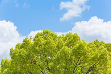 新緑と青空