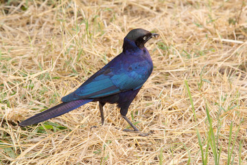 Cape starling at the ground