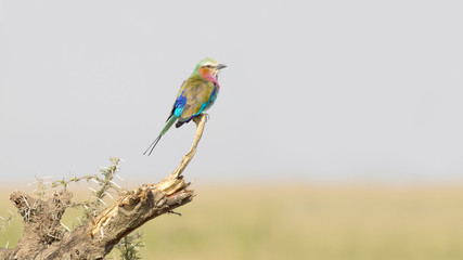 Lilac-breasted roller on the grass