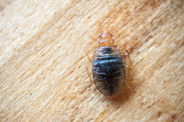 Bed bug on wood - 81590100