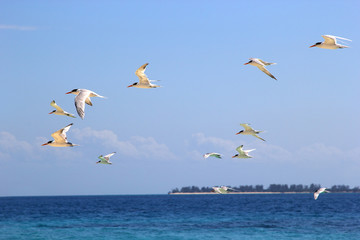 Fototapeta na wymiar Flock of terns flying over the sea