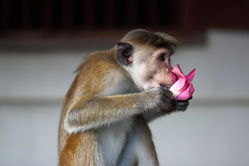 A macaque; a rhesus monkey