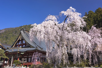 身延山久遠寺の枝垂れ桜