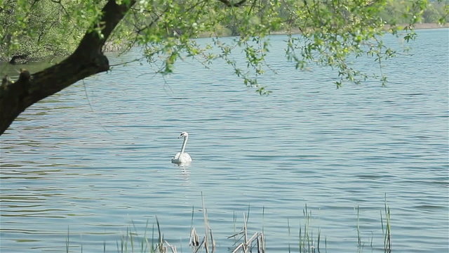 White swan swimming on the lake