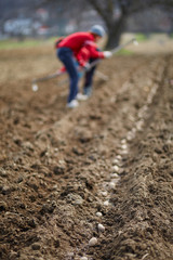 Sowing potatoes