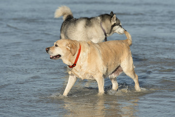 Obraz premium dogs on the beach