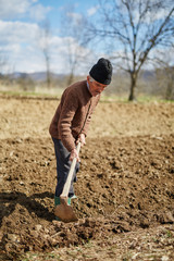 Sowing potatoes