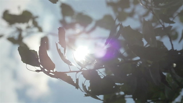 Green leaves trembling on the sunshine