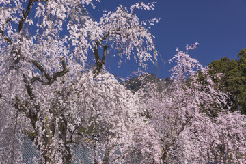 身延山久遠寺の枝垂れ桜