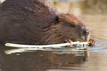beaver