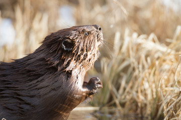 beaver © TSpider