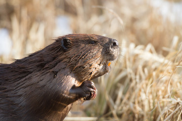 beaver