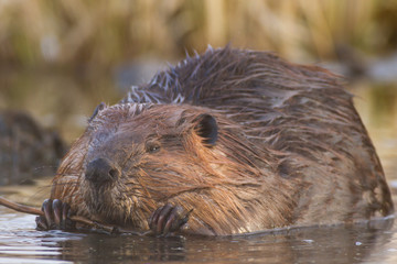 beaver