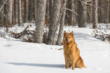 Finnish Spitz enjoys a sunny winter day