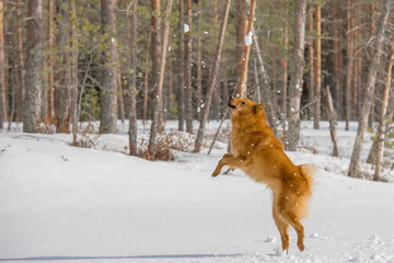 Having fun with Finnish Spitz