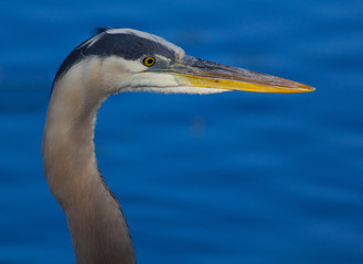 Portrait of a Great Blue Heron