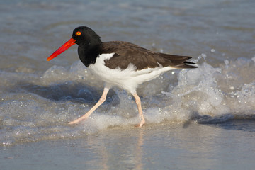 American Oystercatcher