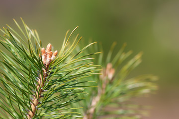 spring pines