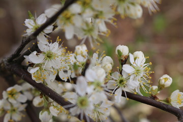 zarte blüten
