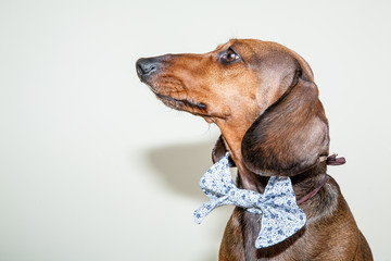 Red dachshund dog with sun glasses or bow tie scarves