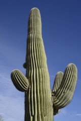 Saguaro Cactus