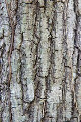 tree trunk bark texture