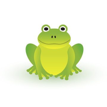 Small green frog on white background