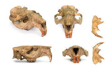 Eurasian Beaver Skull © Sergey Ryzhkov