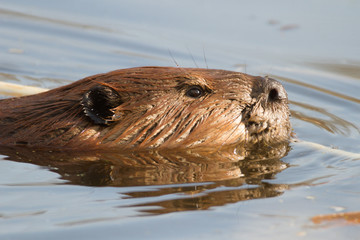 beaver