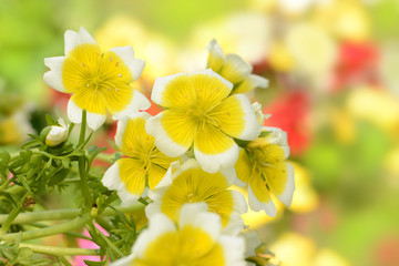 Garten 163 © K.-U. Häßler