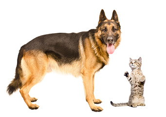 German Shepherd dog and frisky cat Scottish Straight