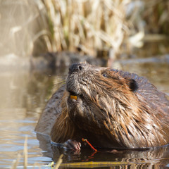 beaver