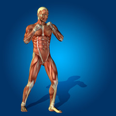 Conceptual 3D human man health anatomy