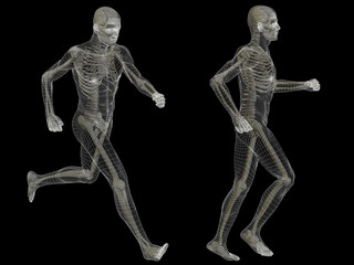 Fototapeta na wymiar 3D human man anatomy isolated