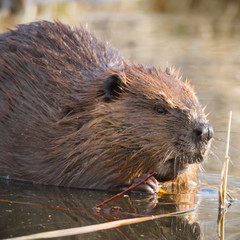 beaver © TSpider