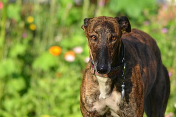 Galgo Espanol Portrait