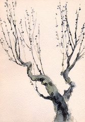 Watercolor painting. Bare branches of an old tree