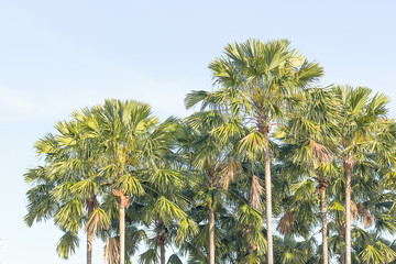 View of palm trees