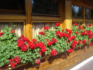 Fototapeta na wymiar Red zonal geraniums on inn windows sill