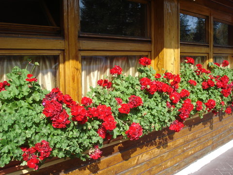 Red Zonal Geraniums On Inn Windows Sill