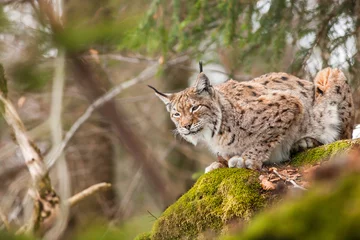 Rolgordijnen lynx portret © elitravo