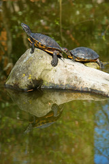 Fototapeta premium Red eared slider turtles