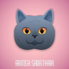 ritish Shorthair blue cat with orange eyes on pink background