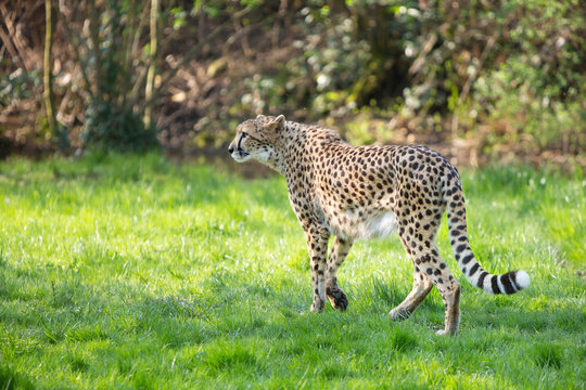 portrait cheetah (Acinonyx jubatus)