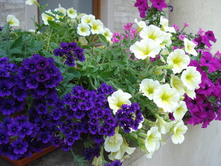 Fototapeta na wymiar Petunias and verbenas flowers decorating balcony