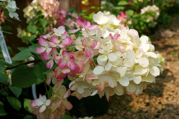 Hydrangea paniculata Diamond Rouge